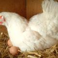 Huhn im Nest, zwei Eier sichtbar