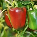 Paprikaanbau im Gewächshaus, einzelne, sich rot färbende Paprika erkennbar