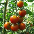 Tomatenrispe an Pflanze im Gewächshaus, Foto: Ute Schepl, LWK NRW