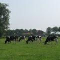 Schwarzbunte Milchkühe auf der Sommerweide 
