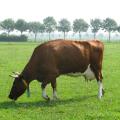 Weidende Milchkuh