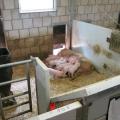 Sau säugt Ferkel im Stall auf Stroh liegend