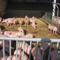 Mastschweine auf Stroh