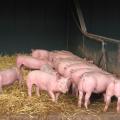 Bio-Mastschweine am Langtrog fressend, Foto: Christian Wucherpfennig, LWK NRW