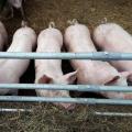 Spliethofe Schweine im Auslauf