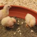 Drei Küken in Futterschale, Foto: Ökoteam LWK NRW