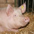Bioschwein im Stroh liegend