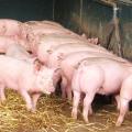 Mastschweine fressend am Längstrog, Foto: Christian Wucherpfennig, LWK NRW