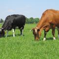 Weidende Milchkühe, Foto: Anne Verhoeven, LWK NRW