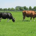 Weidende Milchkühe, Foto: Anne Verhoeven, LWK NRW