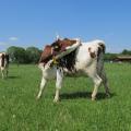 Milchkühe auf der Weide, Foto: Anne Verhoeven, LWK NRW