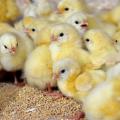 Zweinutzungshuhn - Küken dichtgedrängt, Foto: Stiftung Tierärztliche Hochschule Hannover 