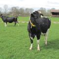 Kühe auf der Weide, Foto: Anne Verhoeven, LWK NRW