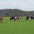 Kühe auf der Weide, Foto: Anne Verhoeven, LWK NRW