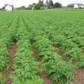 Kartoffelnbestand Ende Mai, Foto: Ute Schepl, LWK NRW