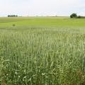 In Warstein-Belecke stand der Winterweizen im Öko-LSV in 2019 auch wieder sehr gut, wenn auch mit mehr Unkraut als im Jahr zuvor.