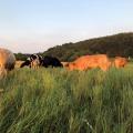 Ein hoher Aufwuchs und hohe Besatzdichten sind besonders in den wüchsigen Frühjahrs- und Sommermonaten charakteristisch für das Mob Grazing–System.
