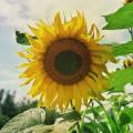 Blühende Sonnenblume
