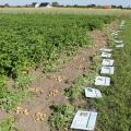 Kartoffelfeldtag 25.06.2020 in Rheda-Wiedenbrück - Sortenversuche, Schrifttafeln mit Sorteninfos liegend