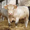 Mastbullen im Stroh