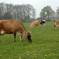 Jerseykühe auf der Weide