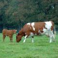 Kalb mit Kuh auf der Weide