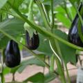 Aubergine