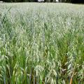Haferbestand im Juli