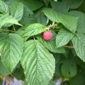 Himbeere