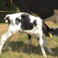 Kalb trinkt