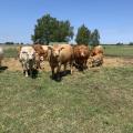 Limousin Charolais Mutterkuhherde auf der Weide im Sommer