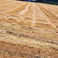 Stroh auf abgeerntetem Feld