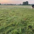 Mobgrazing Weide Riswick