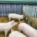 Tränke im Schweinestall
