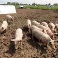 Outdoorschweine