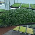 Microgreens Gewächshaus
