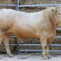 Charolais-Vererber „HAU Napo“ 