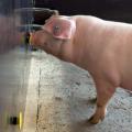 Schwein am Sniffer-Board
