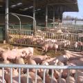 Offenstall für Schweine