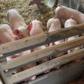 Staub im Ferkelstall