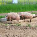 Schweine am Trog